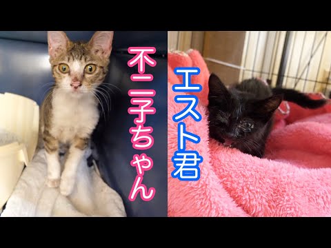 子猫の隠れ家の最新動画 Youtubeランキング