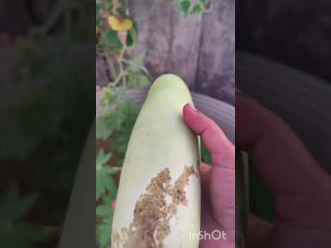 बिल्कुल सच है 🤔#garden #terracegarden #ytshort #houseplants #funny