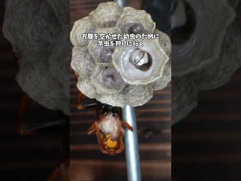 全部 1 匹でやるお母さん #アシナガバチ #ワンオペ育児 #昆虫観察