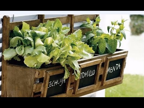 ¡Ten tu propio biohuerto en casa! Aprende a sembrar y cuidar tus plantas