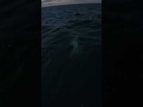 Night Time Shark Fishing