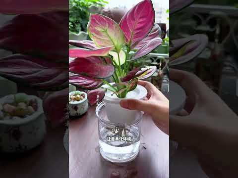 The dark green vase looks great with the pennywort! The leaves are like mini lotus leaves.