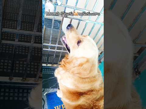 🐕vikki నన్ను అడిగే విదానం చూడండి 😘/#pets #funnydog #entertaininganimals