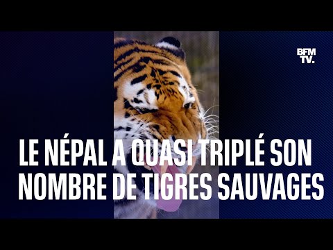Le Népal a quasi triplé son nombre de tigres sauvages en 12 ans