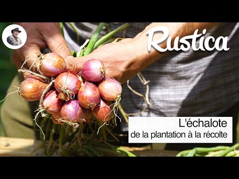 Échalotes conseils d'achat et de culture : de la plantation à la récolte