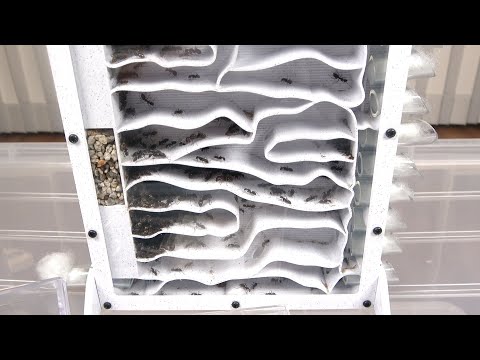 大量のアリを飼い始めました