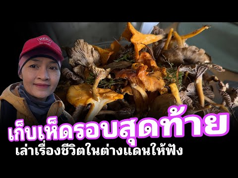 เก็บเห็ดรอบสุดท้ายทำอะไรกินดี