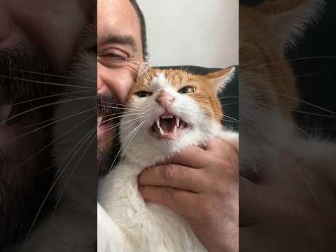 He Has The Angriest Cat 😂