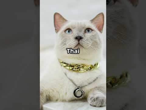 Top 5 Most Expensive Cat Breeds