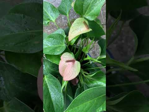 #flowers #beautiful #shorts#trendingshorts #youtubeshorts