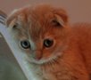 I are Even Cuter Kitten!  (HD Scottish Fold!)