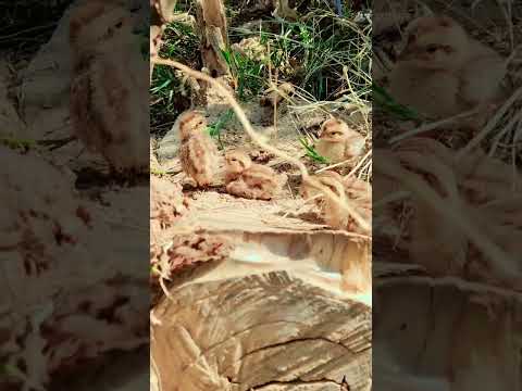 teetar baby 🥰#viral #foryou