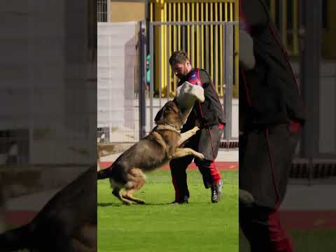 C92 & Monika Czech & Yahoo von Prevent - WUSV 2025 - #wusv2025