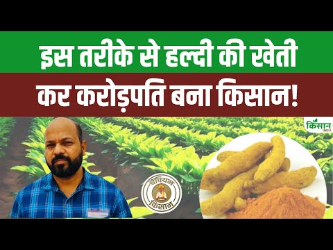 Turmeric Farming का अनोखा तरीका अपनाकर किसान कमा रहा इतने करोड़ रुपये। Organic Turmeric Cultivation