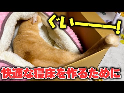 快適な寝床を作るために頑張るロビンさんがこちらです。