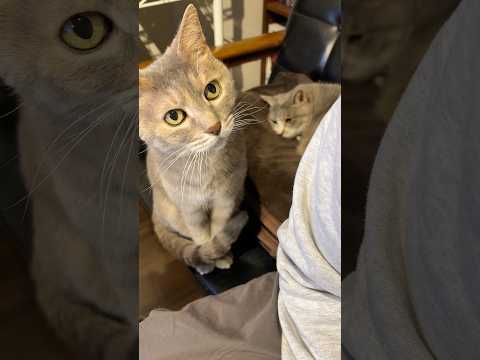 撫でられ待ち #モアクリ