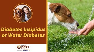 diabetes insipidus diagnosis dog)