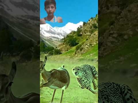 Deer With Biggest Cheetah Cats #wildlifeentertainment