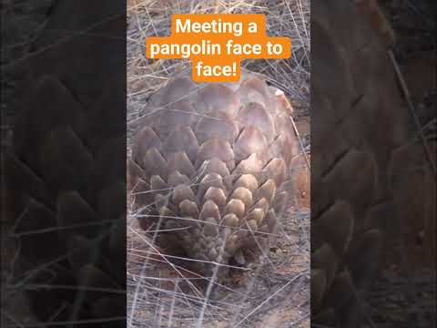 The rarest sighting on safari! the roly poly Pangolin!