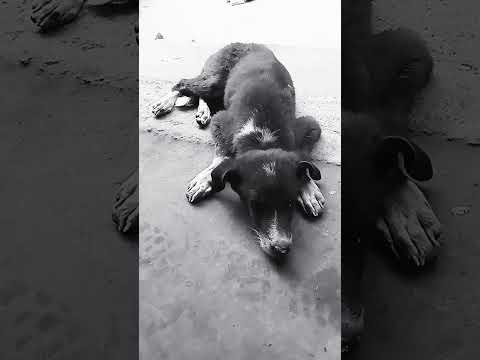 #funny #comedy #labrador #shortutube🐕