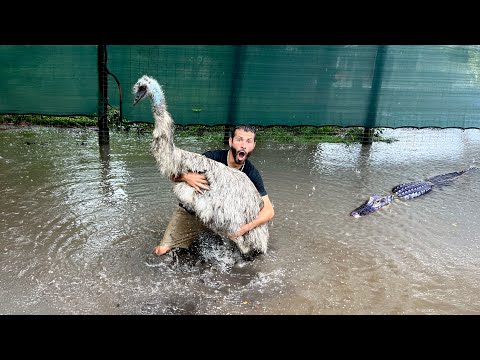 The RANCH FLOODED... Welcome to Blake’s Exotic Animal Ranch
if you’re new here, I would definitely subscribe and clic