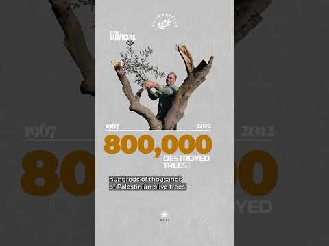 How the olive harvest in Palestine suffers under occupation