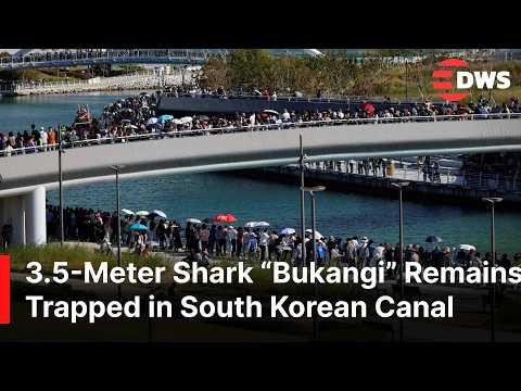 WATCH: Second Rescue Attempt Fails to Guide Stranded Shark Back to Sea in South Korea | AO1E