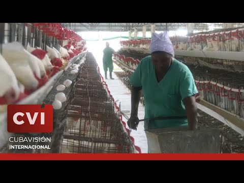 Cuba - Avicultura en Pinar del Río continúa su recuperación tras el paso demoledor del huracán Ian