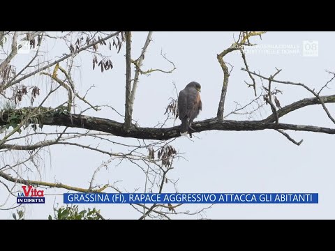 Grassina (FI), rapace aggressivo attacca gli abitanti - La Vita in diretta - 08/03/2024