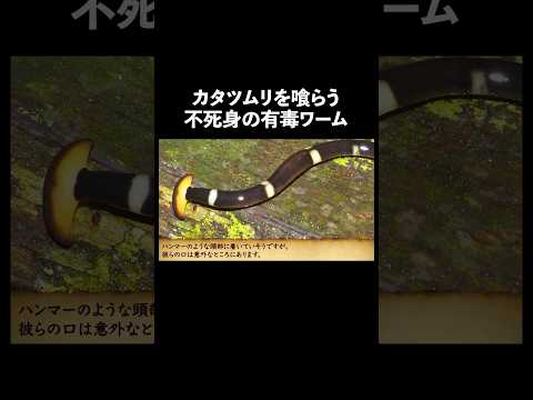 不死身の有毒ワーム コウガイビル #コウガイビル#生き物#動物