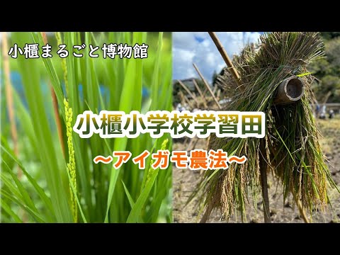 小櫃まるごと博物館「小櫃小学校学習田」