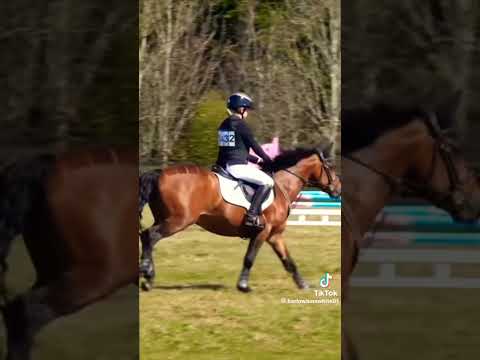 por Dandy🥲 #horse #equestrian #showjumping