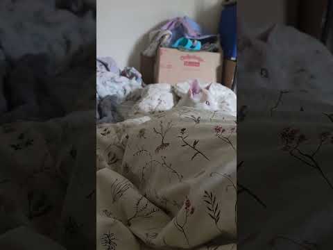 Налякали кота🥺 #близнята #канада