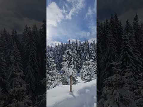 Off route #berwang #austria #january #vacation #walkthrough #yt