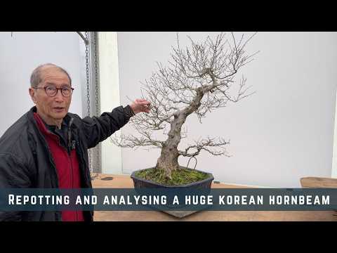Repotting and Analysing a Huge Korean Hornbeam