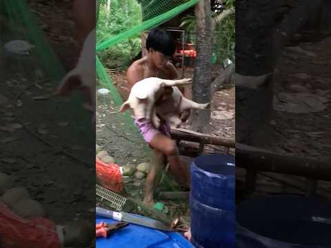 Nursery to growing pen #shortsfeed #pig #shorts