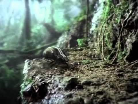 Video: Greiti ir įsiutę 6 - miško versija
