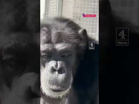 Caged chimpanzee sees the sky for the first time