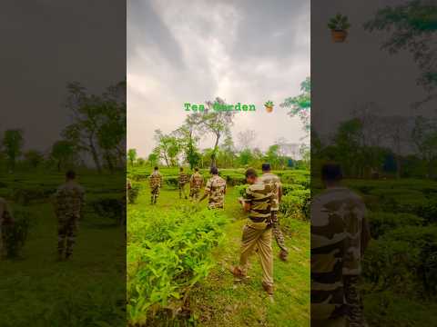 CISF in Tea garden 🪴 #cisf #teagarden #army #indianarmy #youtubeshorts #viralshort #faujilife
