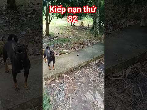 ko sợ cũng phải sợ