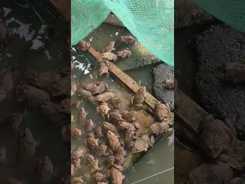 Giữa mùa mưa lũ, lũ ếch vẫn vô tư tắm sông!A funny scene: frogs enjoying the flood like a pool!