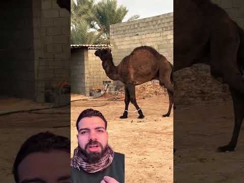 جمل ماشاء الله تبارك الرحمن @youtubecreators  #meatmarket #دويتو #animals #camel #cow #اكسبلور