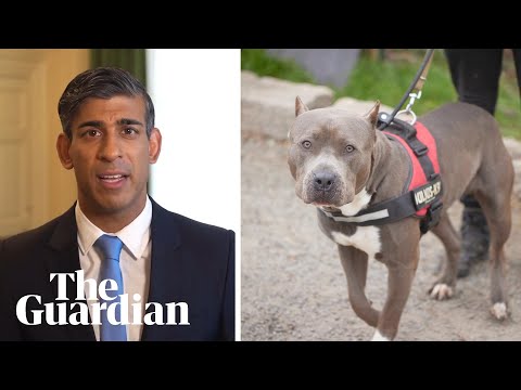 Rishi Sunak: 'dangerous' American XL bully dog will be banned