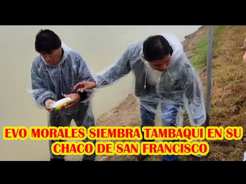 EVO MORALES SIEMBRA ALEVINES DE TAMBAQUI EN SU CHACO DE SAN FRANCISCO ...