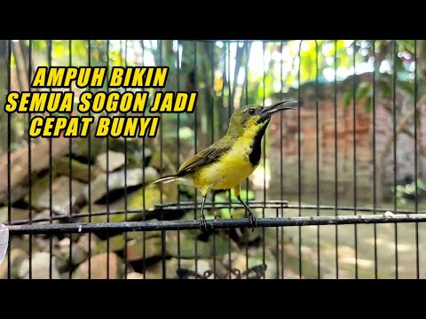 Cuit Cuit Crecet Crecet PANGGILAN SOGON Dijamin Langsung Nyaut Nembak
