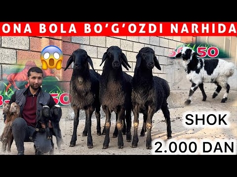 SHOK NARH! 2.000 DAN BOGOZ BARRA ONA BOLA QOYLAR AHROR ARZONCHIDA 😱