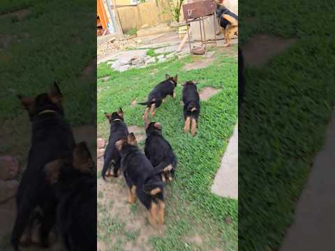 🤣Catch dinner. A cute gang of hungry German Shepherd puppies are chasing their mom.