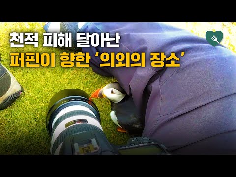 천적 피해 달아난 퍼핀이 향한 '의외의 장소(?)'