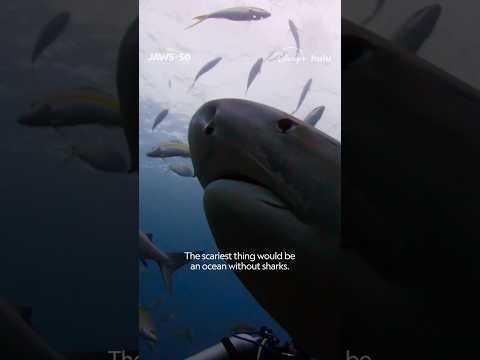 Jaws’ impact on sharks and marine conservation