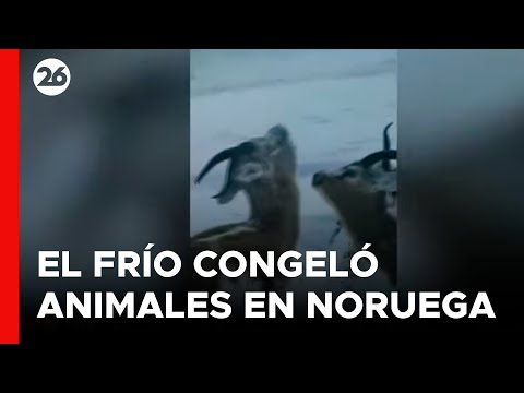 NORUEGA | Las imágenes de los animales que quedaron congelados por el frío extremo